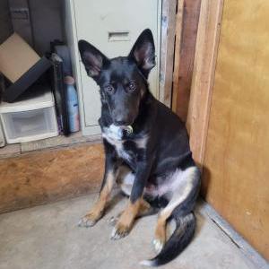 Lost Dog Ellie
