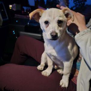 Found Dog Unknown