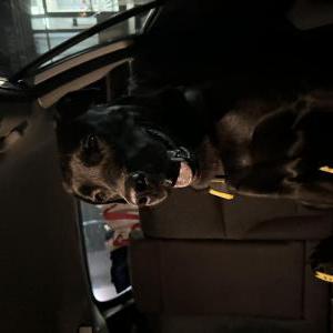Found Dog Unknown
