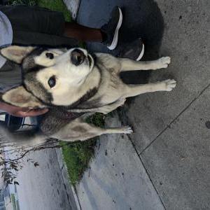 Found Dog Husky