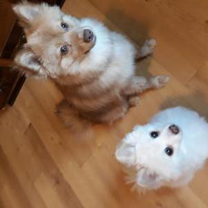 Lost Dog mishka