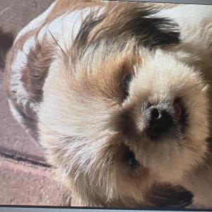 Image of Muffin, Lost Dog