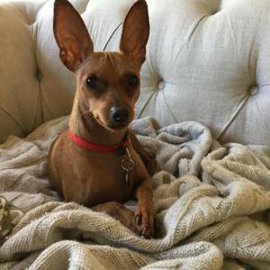 Image of Pablo, Lost Dog