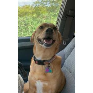 Image of Honey, Lost Dog