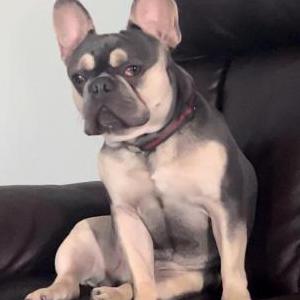 Lost Dog Gucci