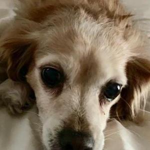 Lost Dog Honey