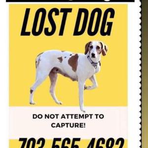 Lost Dog Estelle