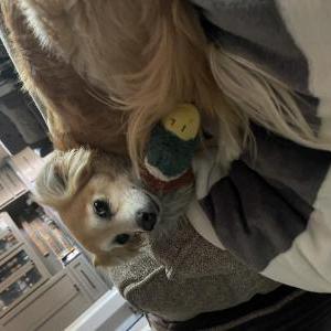 Image of Dobby, Lost Dog