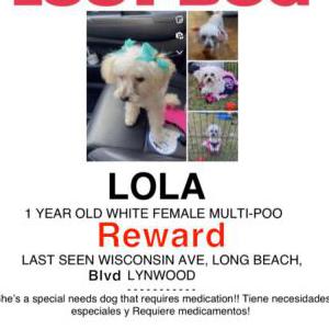 Image of Lola, Lost Dog