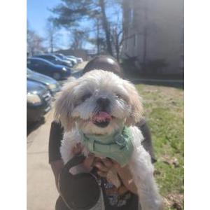 Image of Honeybun, Lost Dog