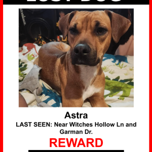 Lost Dog Astra