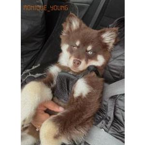 Lost Dog Axel