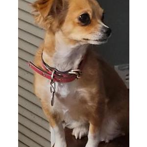 Image of Luna, Lost Dog