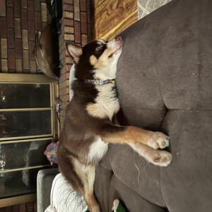 Lost Dog Junior