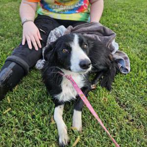 Found Dog unknown