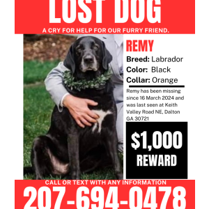 Lost Dog Remy