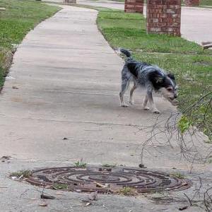 Image of unknown, Found Dog