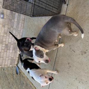 Lost Dog Baby, Panther, & Pip