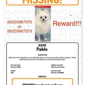 Lost Dog Pablo