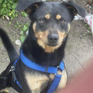 Image of Oso, Lost Dog