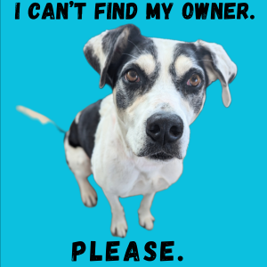 Found Dog Unknown