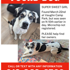 2nd Image of Unknown, Found Dog