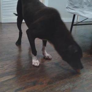 Lost Dog Peanut