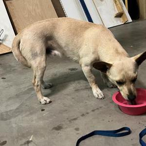 Found Dog Unknown