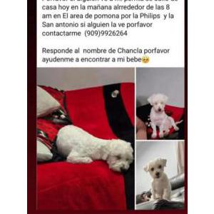 Lost Dog Chancla