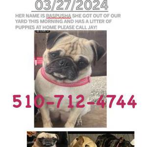 Lost Dog Raspusha