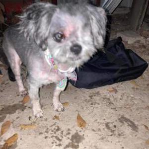 Lost Dog Darla