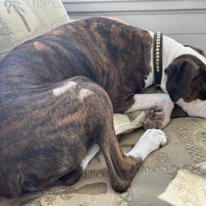 Lost Dog Luke