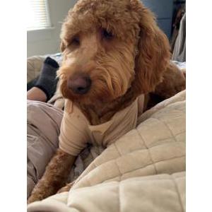 Lost Dog Henney