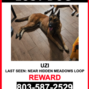 Image of UZI, Lost Dog