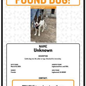 Image of Unknown, Found Dog