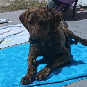 Lost Dog Macie&Cindy