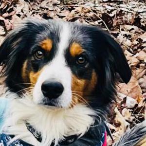Lost Dog Aussie