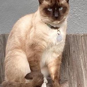 Image of dada, Lost Cat