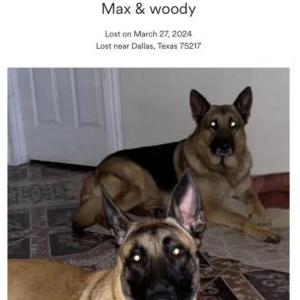 Image of Max& Woody, Lost Dog