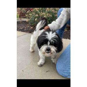 Lost Dog Layla
