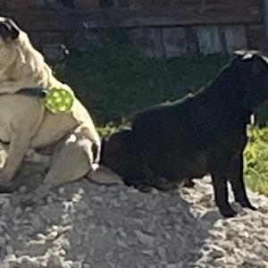 Lost Dog Pugs/louie&julian