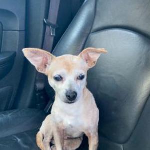 Image of Muneca, Lost Dog