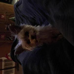 Image of Willow, Lost Dog