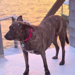 Lost Dog Stevie
