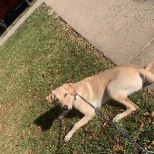 Lost Dog Charly