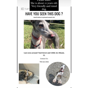 Lost Dog Lola