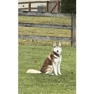 Lost Dog Kids