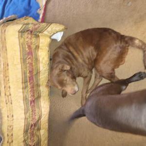 Lost Dog Mesha
