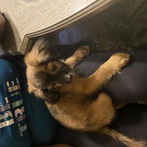 Lost Dog Justin