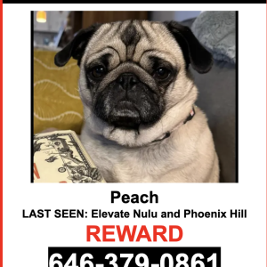 Lost Dog Peach